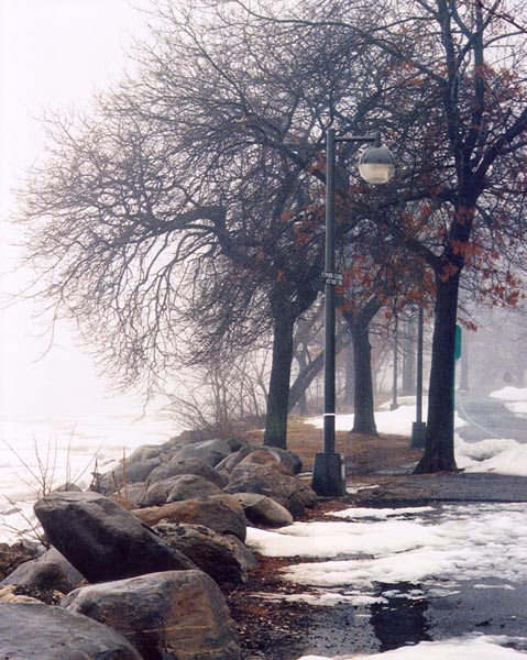 snowy trees