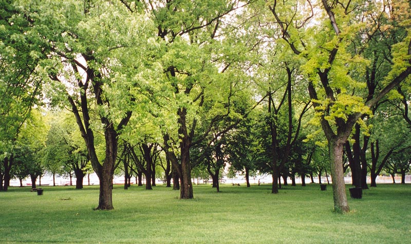 spring trees